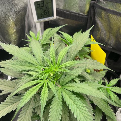Betty growlog timeline photo