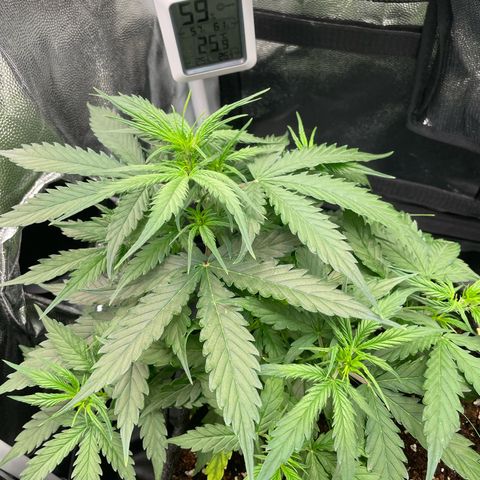 Betty growlog timeline photo