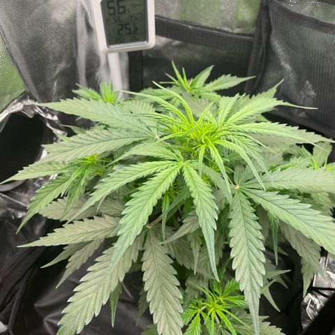 Betty growlog timeline photo