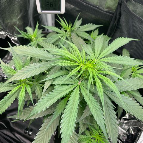 Betty growlog timeline photo