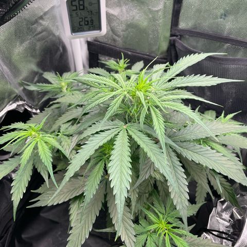 Betty growlog timeline photo