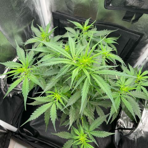 Betty growlog timeline photo