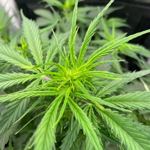 Betty growlog timeline photo
