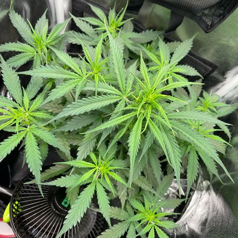 Betty growlog timeline photo