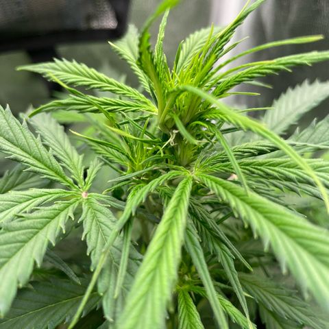 Betty growlog timeline photo