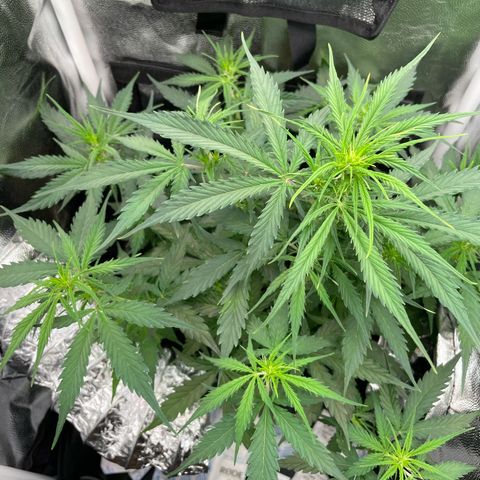 Betty growlog timeline photo
