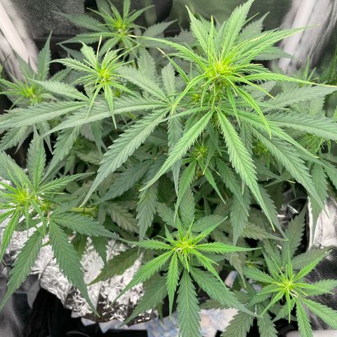 Betty growlog timeline photo