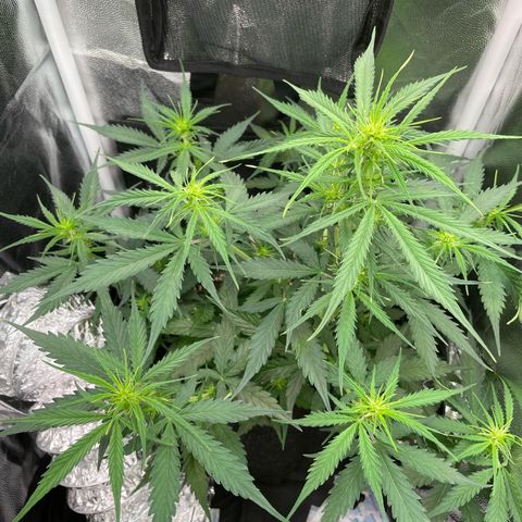 Betty growlog timeline photo