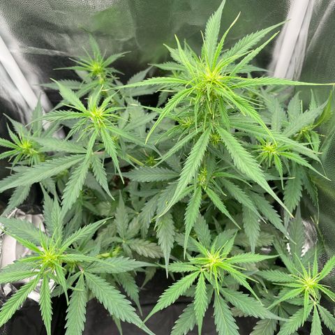 Betty growlog timeline photo