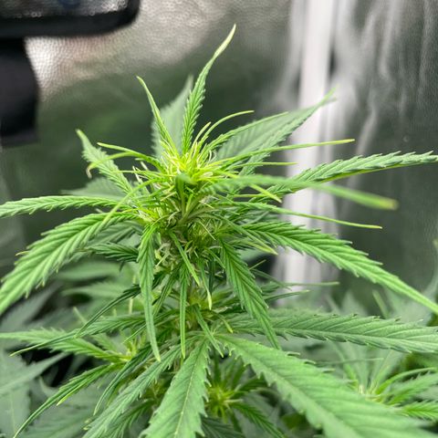 Betty growlog timeline photo