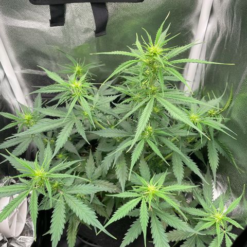 Betty growlog timeline photo