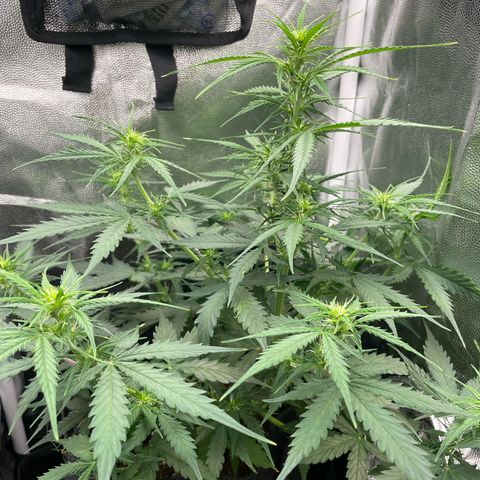 Betty growlog timeline photo