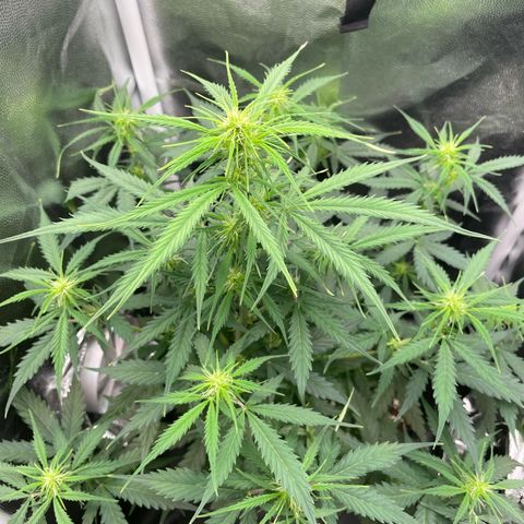 Betty growlog timeline photo