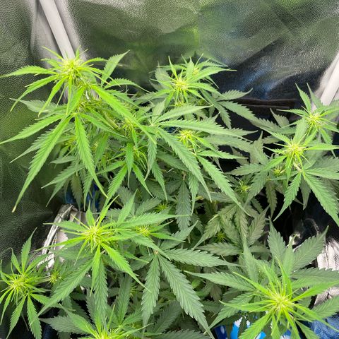 Betty growlog timeline photo