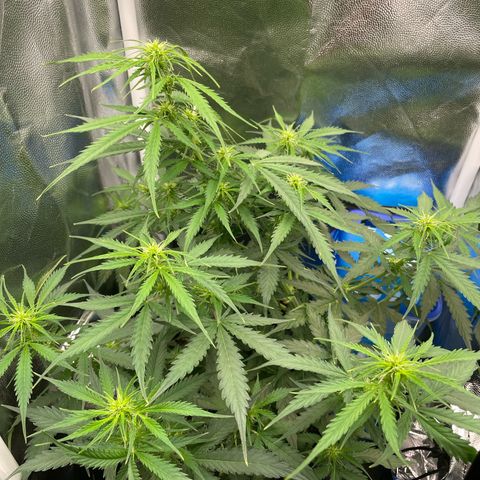 Betty growlog timeline photo