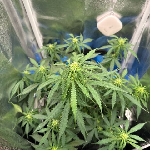 Betty growlog timeline photo