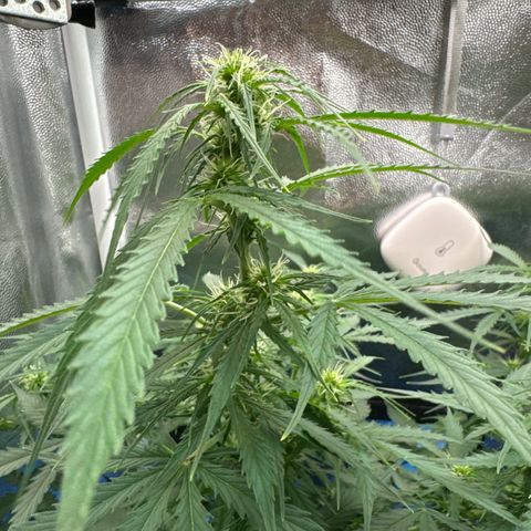 Betty growlog timeline photo
