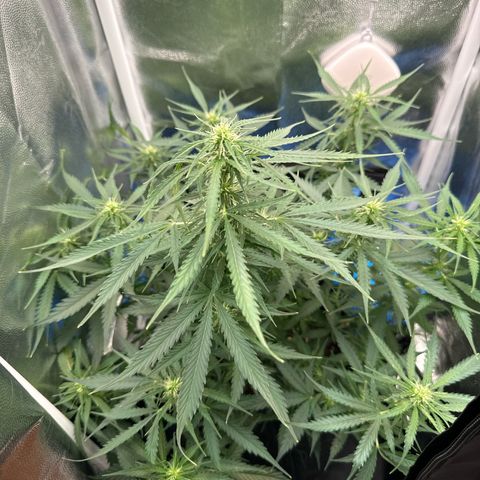 Betty growlog timeline photo