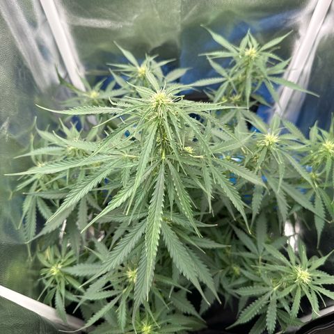 Betty growlog timeline photo