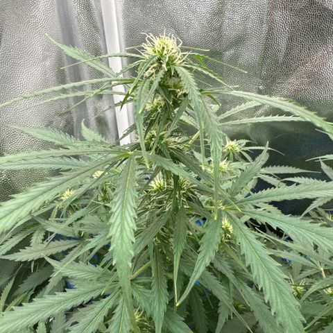 Betty growlog timeline photo