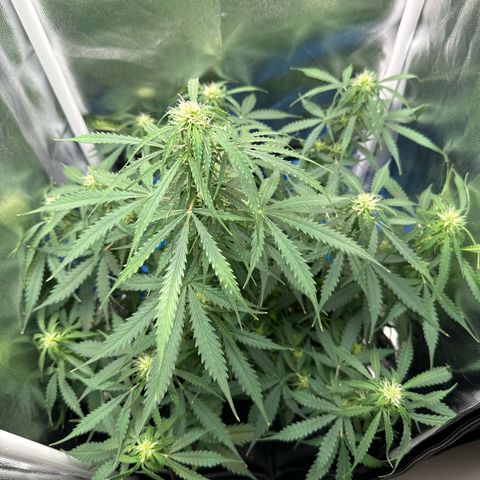 Betty growlog timeline photo
