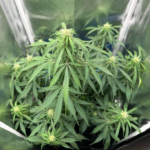 Betty growlog timeline photo