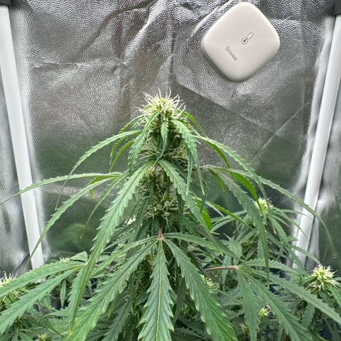 Betty growlog timeline photo