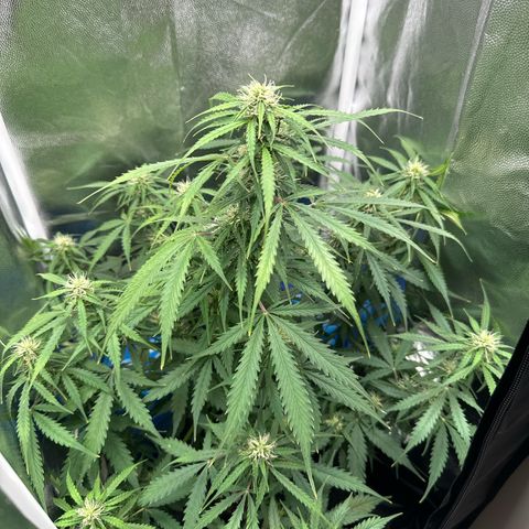 Betty growlog timeline photo