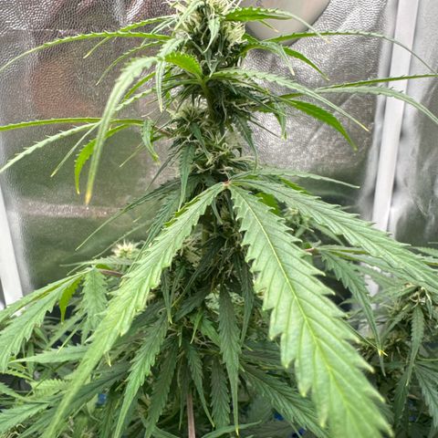 Betty growlog timeline photo