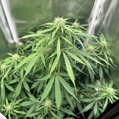 Betty growlog timeline photo