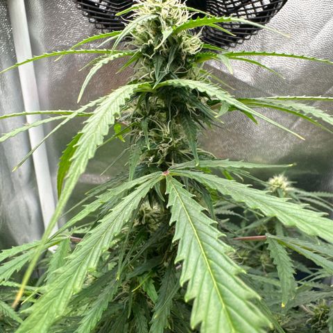 Betty growlog timeline photo