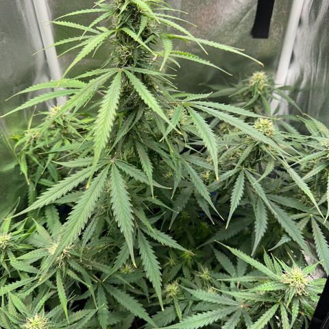 Betty growlog timeline photo