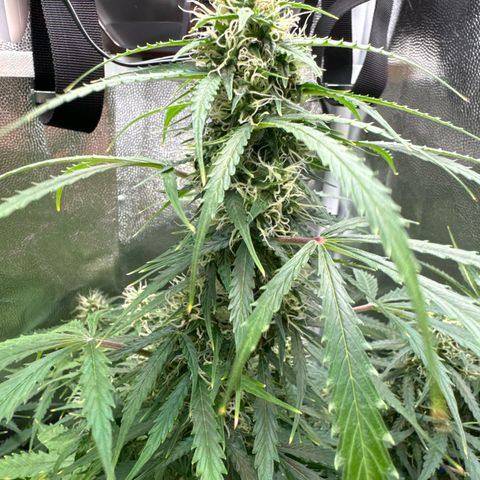 Betty growlog timeline photo