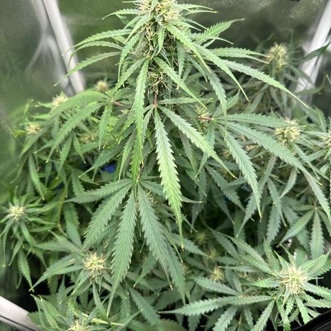 Betty growlog timeline photo