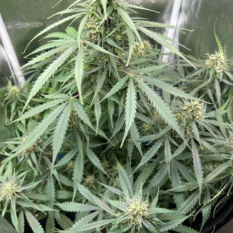Betty growlog timeline photo