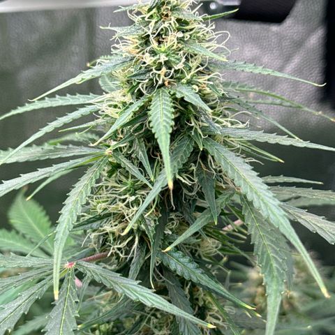 Betty growlog timeline photo