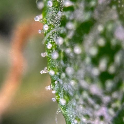 Betty growlog timeline photo