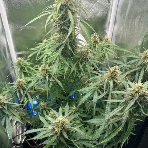 Betty growlog timeline photo