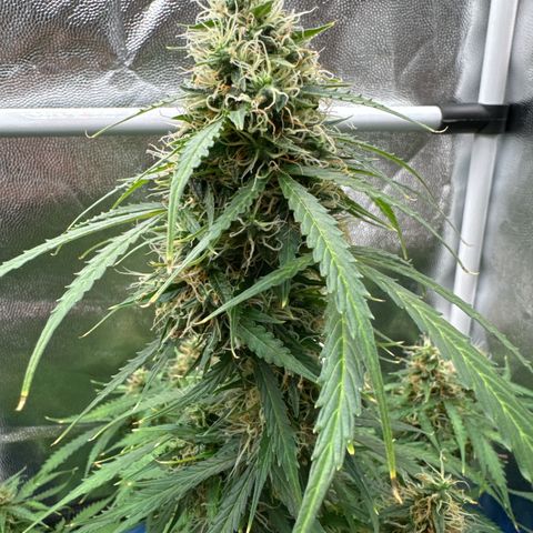 Betty growlog timeline photo
