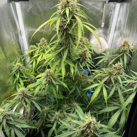 Betty growlog timeline photo