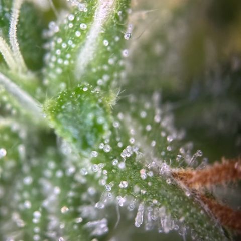 Betty growlog timeline photo