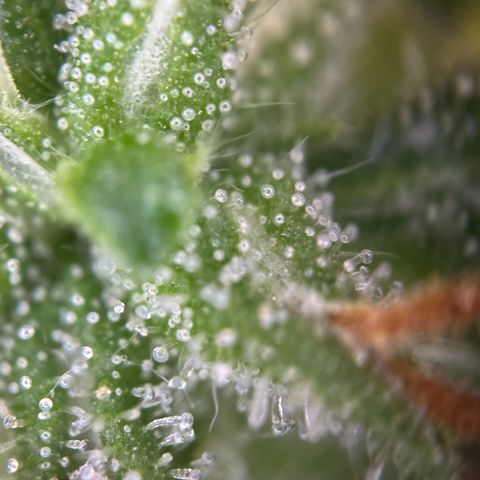 Betty growlog timeline photo