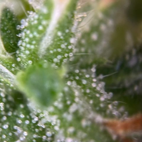 Betty growlog timeline photo