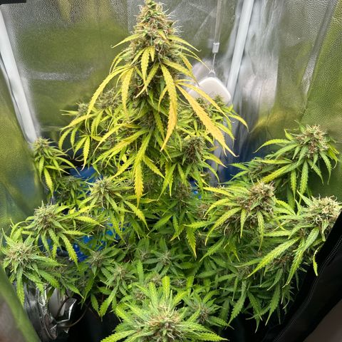 Betty growlog timeline photo