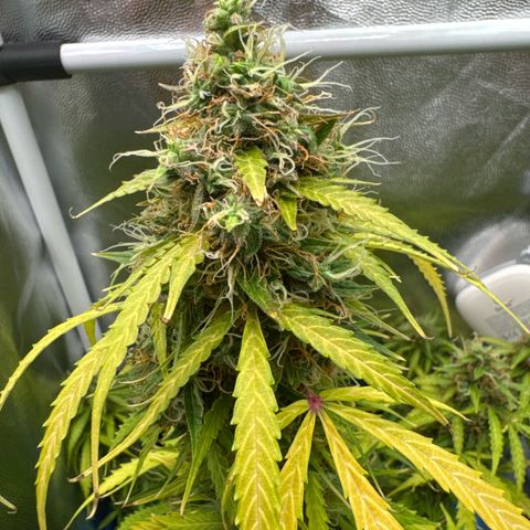 Betty growlog timeline photo