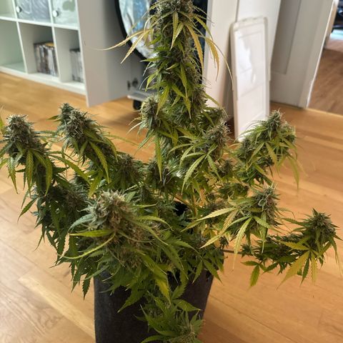 Betty growlog photo: Erntetag