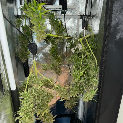 Betty growlog timeline photo