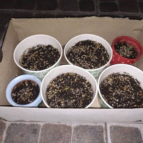 Genética desconocida growlog photo: Primeras plantulas