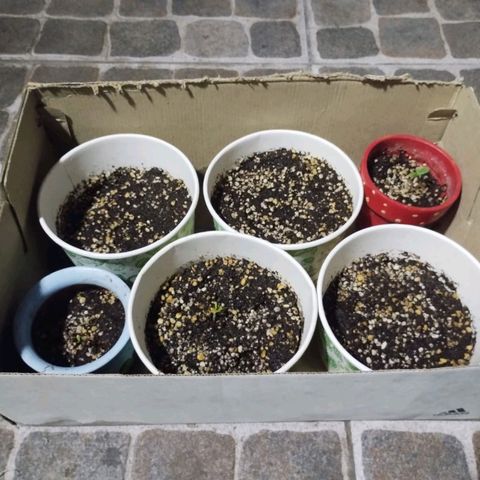 Genética desconocida growlog photo: Primeras plantulas