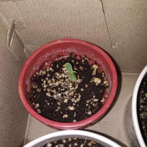 Genética desconocida growlog photo: Primeras plantulas